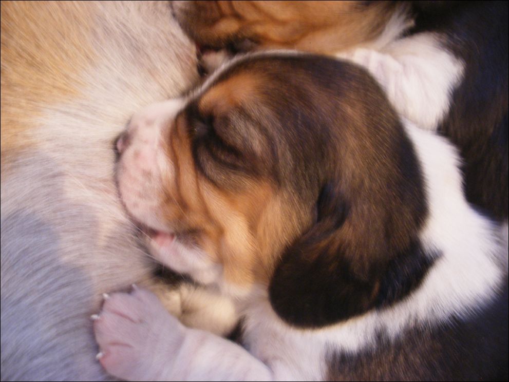 cuccioli amelie-25